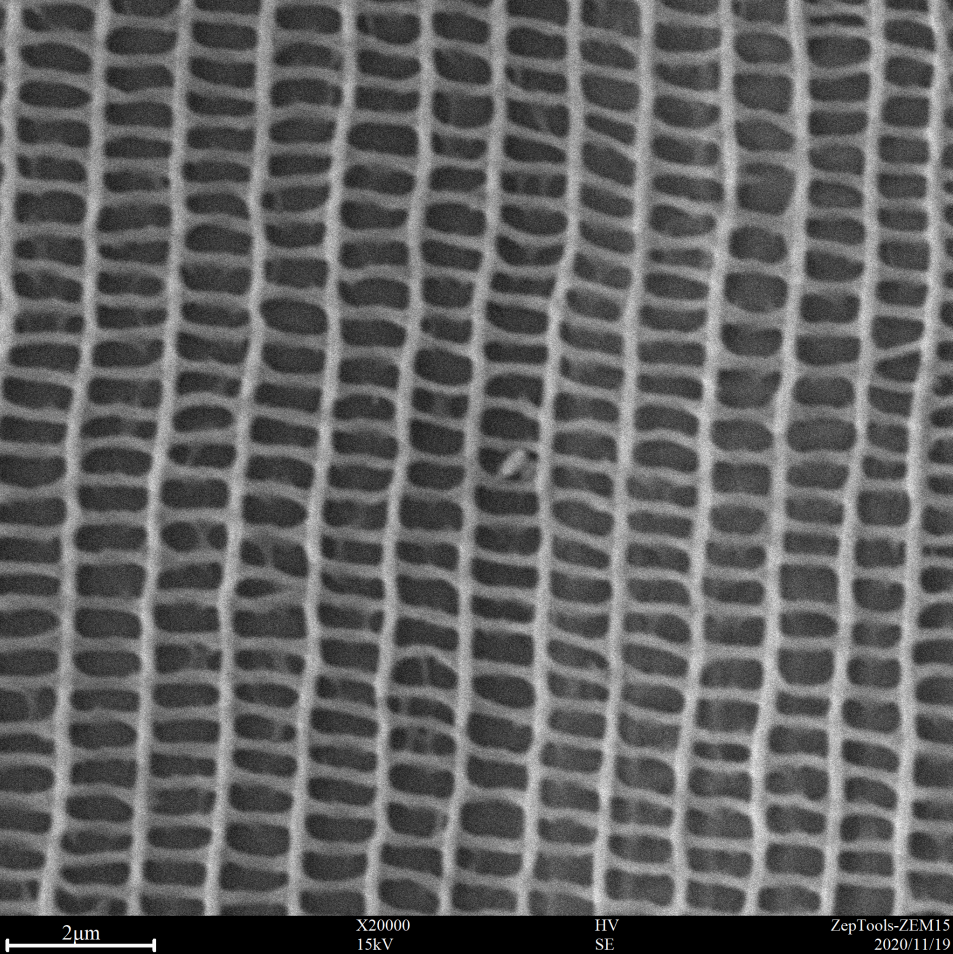 台式扫描电镜20000倍下的飞蛾翅膀