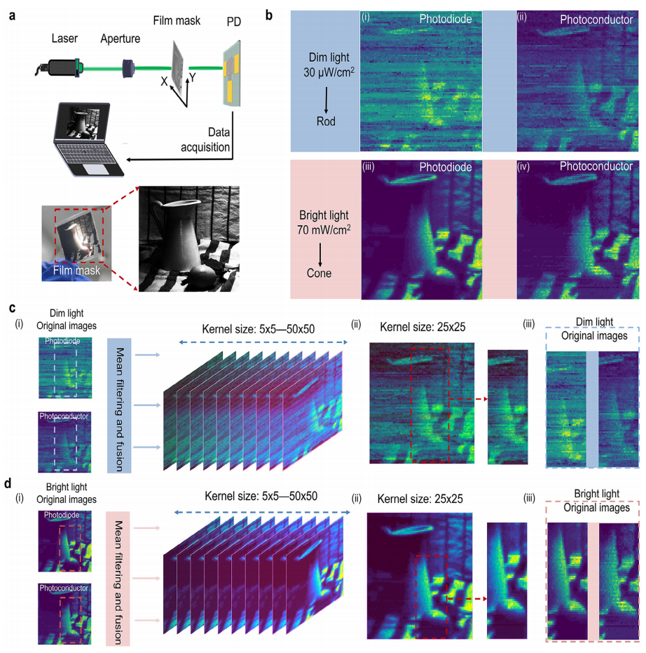 双模光电探测器在单像素成像和图像融合中的应用