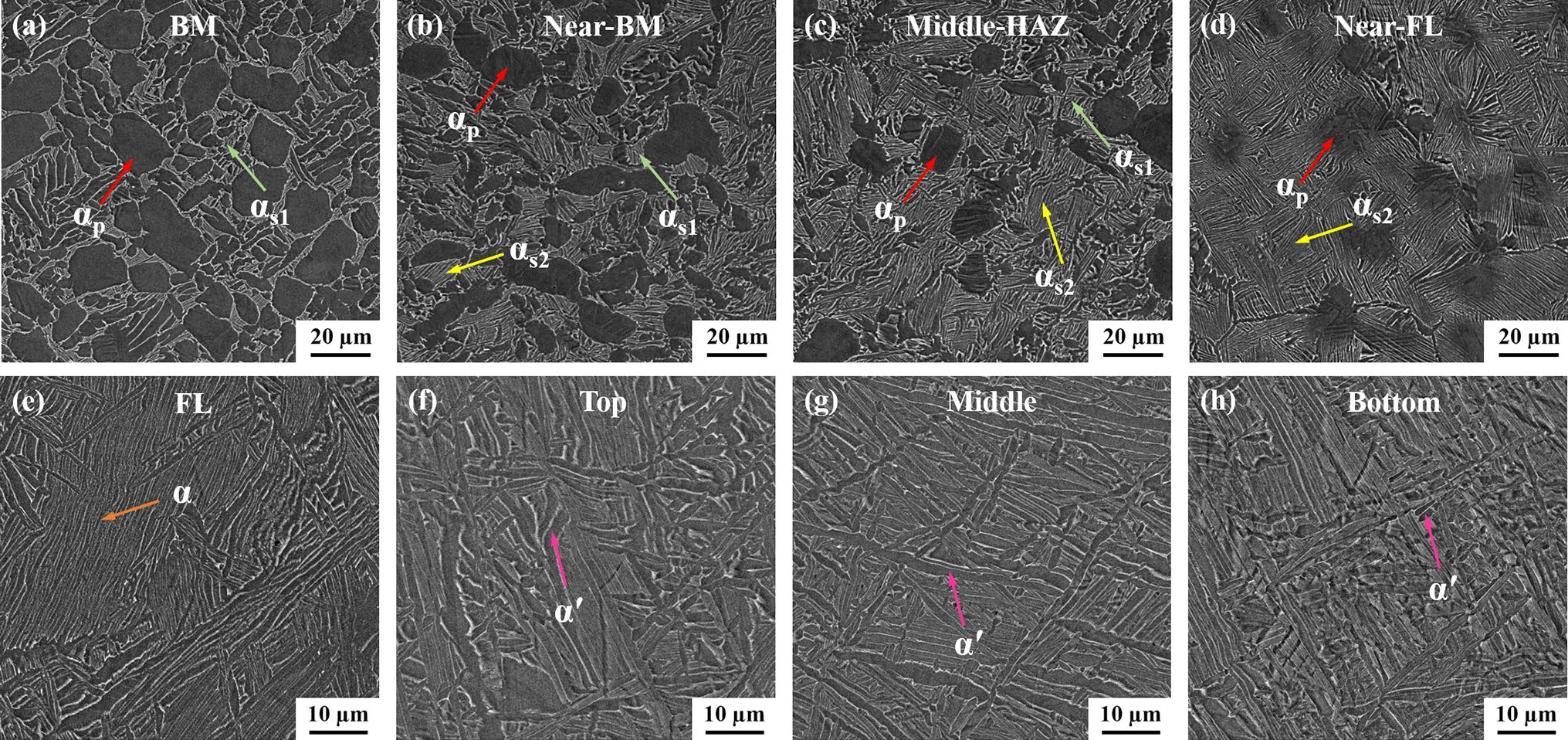 BM及EBW接头不同区域的扫描电镜图